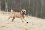 BORDER TERRIER 017